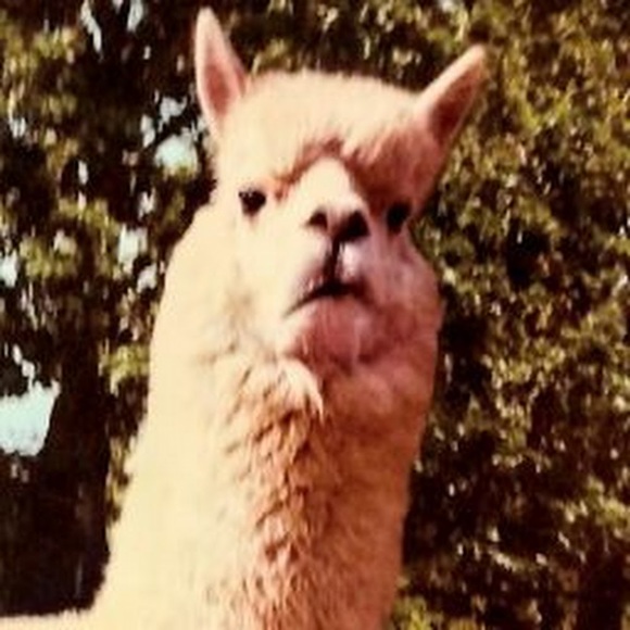 tarabraun